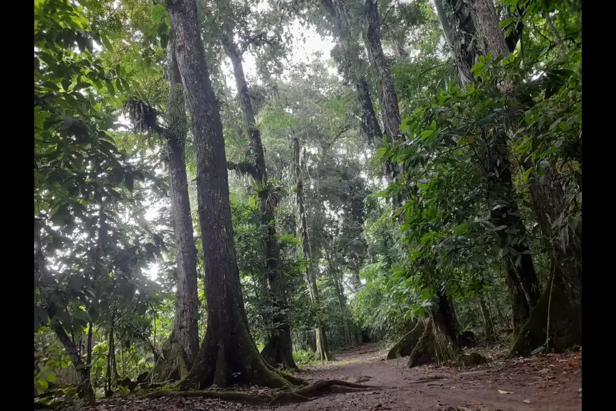 Imagen Jardín Botánico De La Universidad Nacional Agraria De La Selva - Imagen 6