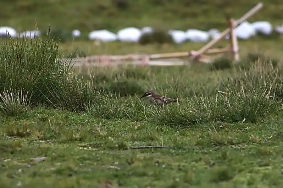 Imagen Campo De Batalla De Sangrar - Imagen 12