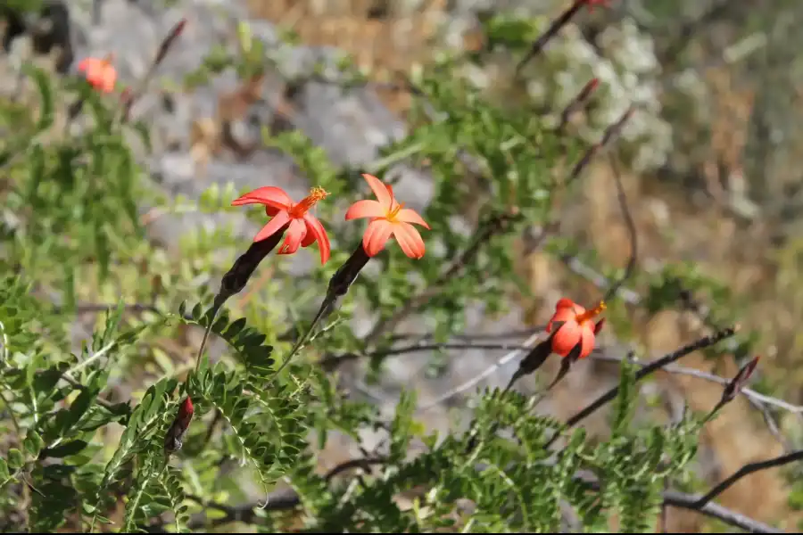 Imagen Cerro Campana - Imagen 4