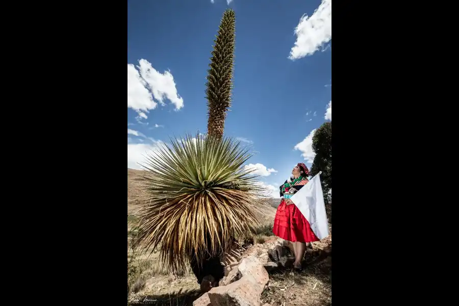 Imagen Danza Wifala De San Antonio De Putina - Imagen 3