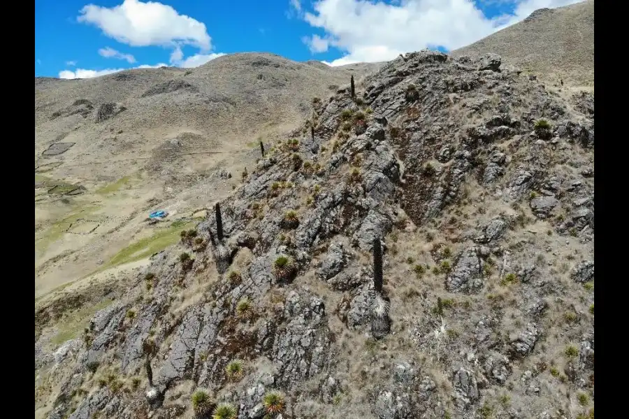 Imagen Bosque De Puya Raimondi De San Juan De Jarpa - Imagen 1