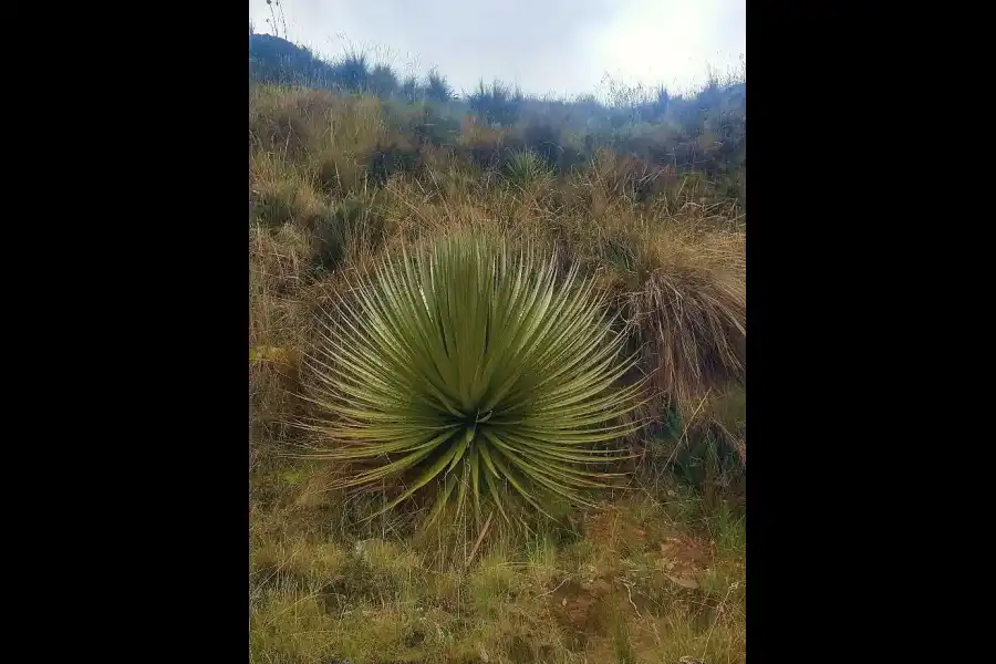 Imagen Bosque De Puya Raimondi De San Juan De Jarpa - Imagen 3