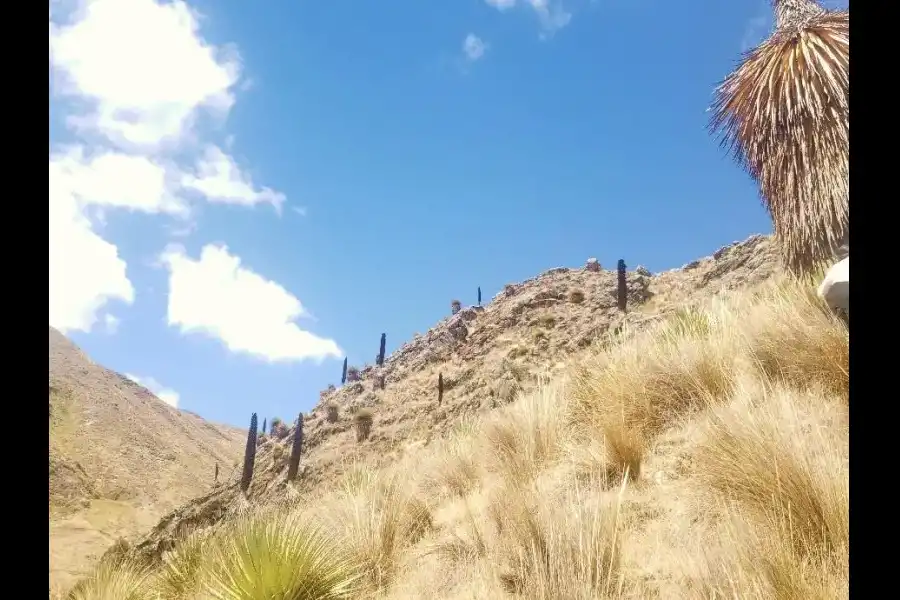 Imagen Bosque De Puya Raimondi De San Juan De Jarpa - Imagen 5