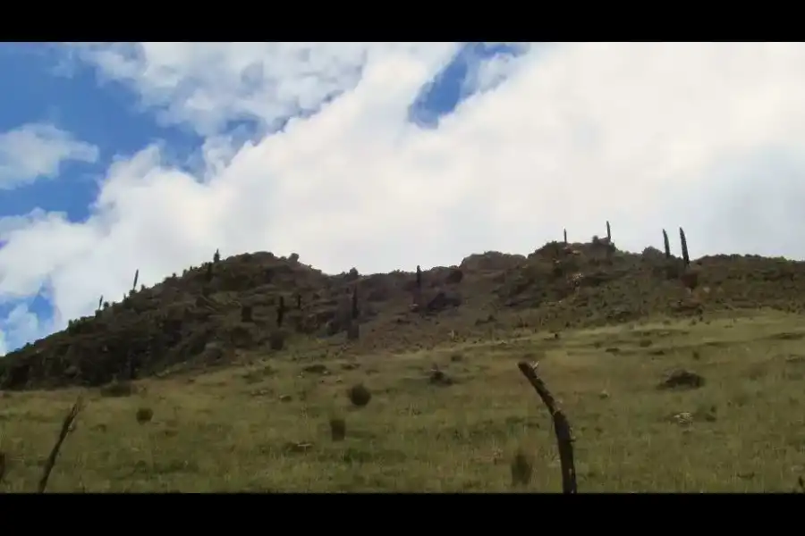 Imagen Bosque De Puya Raimondi De San Juan De Jarpa - Imagen 6