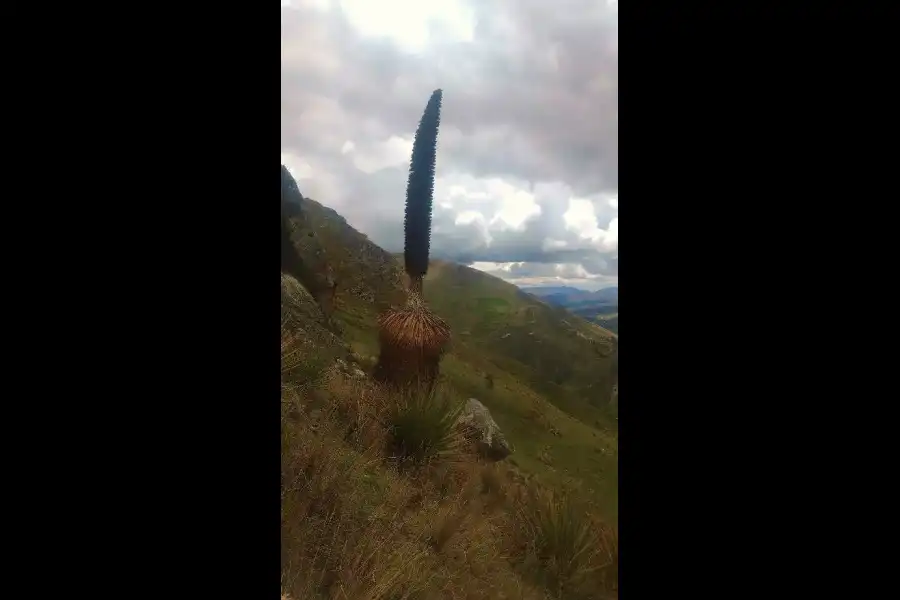 Imagen Bosque De Puya Raimondi De San Juan De Jarpa - Imagen 9