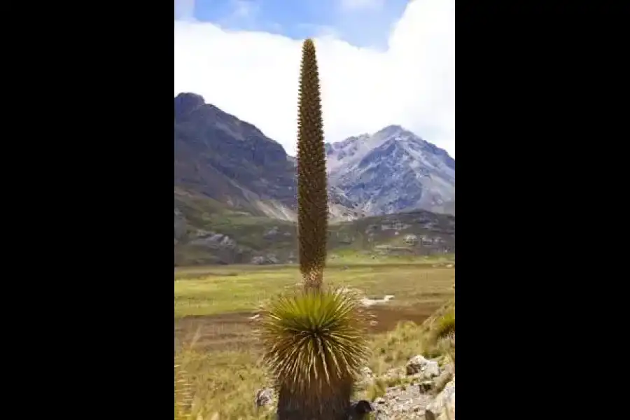 Imagen Parque Nacional Huascarán - Imagen 3