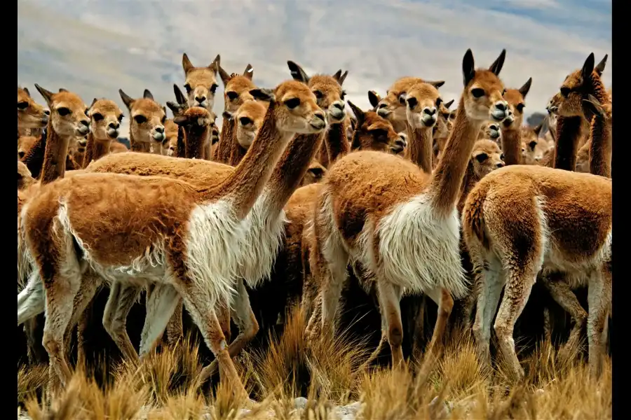 Imagen Vicuñas De Cala Cala, Cambria Y Picotani - Imagen 1