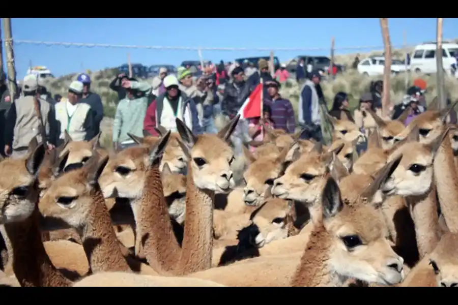 Imagen Vicuñas De Cala Cala, Cambria Y Picotani - Imagen 10