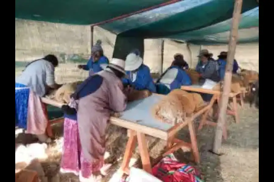 Imagen Vicuñas De Cala Cala, Cambria Y Picotani - Imagen 11