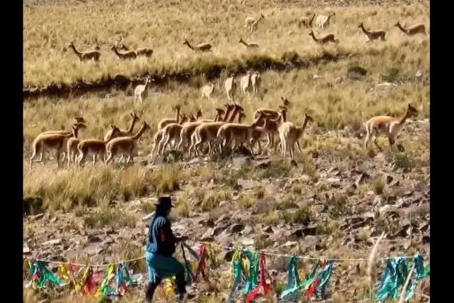 Imagen Vicuñas De Cala Cala, Cambria Y Picotani - Imagen 13