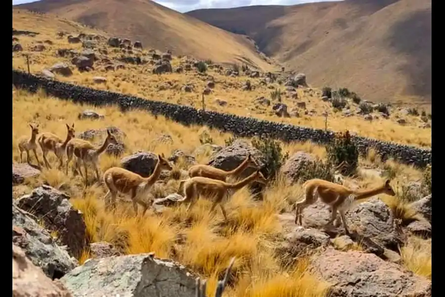 Imagen Vicuñas De Cala Cala, Cambria Y Picotani - Imagen 3