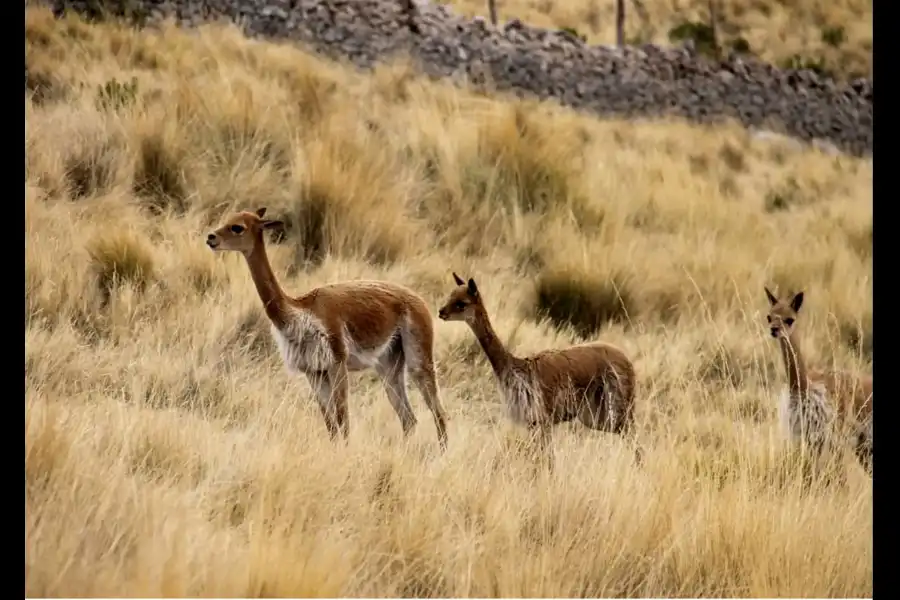 Imagen Vicuñas De Cala Cala, Cambria Y Picotani - Imagen 4