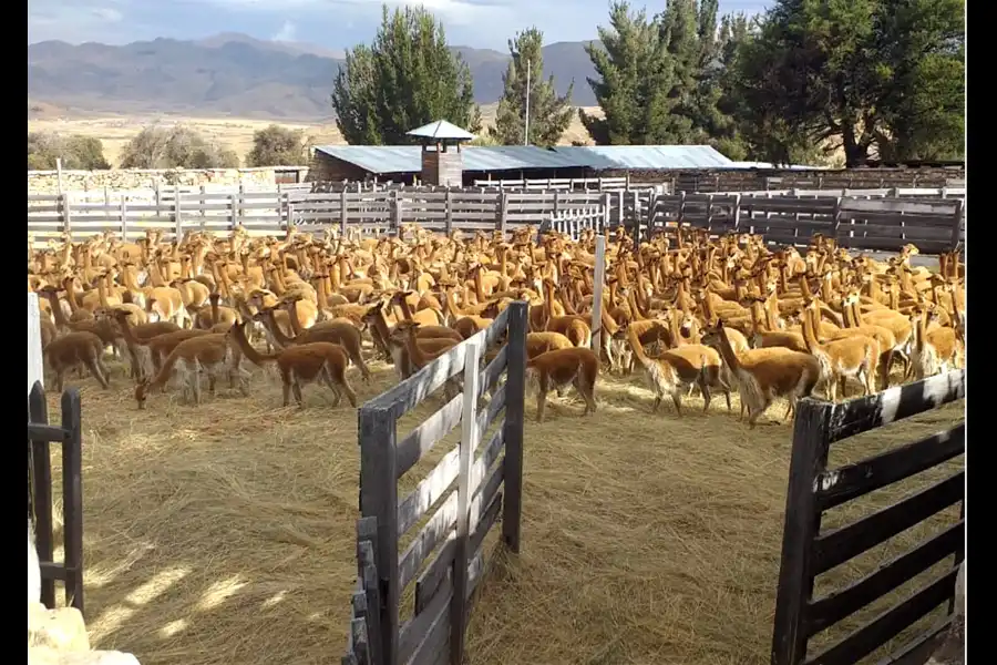 Imagen Vicuñas De Cala Cala, Cambria Y Picotani - Imagen 5