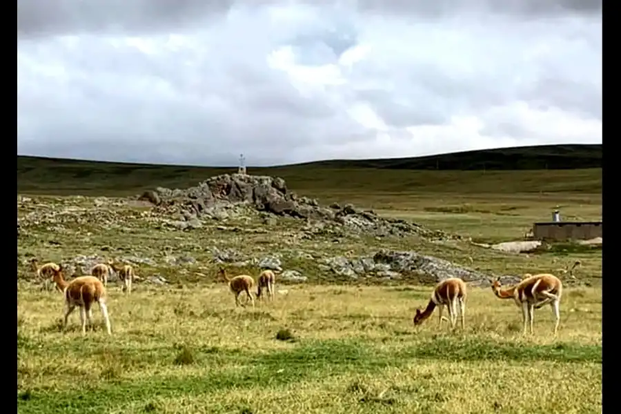 Imagen Vicuñas De Cala Cala, Cambria Y Picotani - Imagen 6