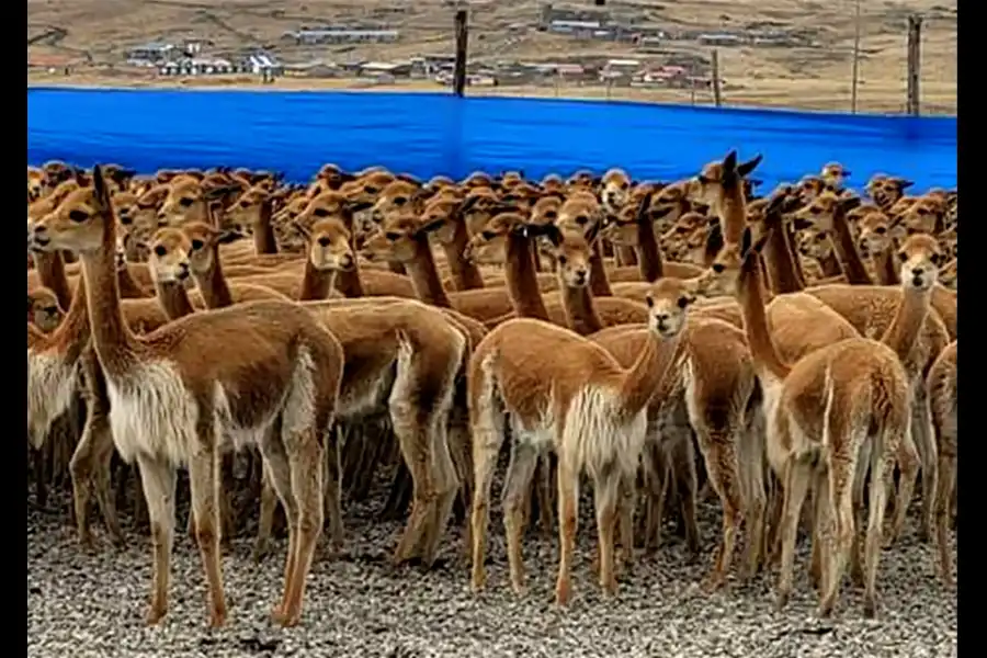 Imagen Vicuñas De Cala Cala, Cambria Y Picotani - Imagen 7