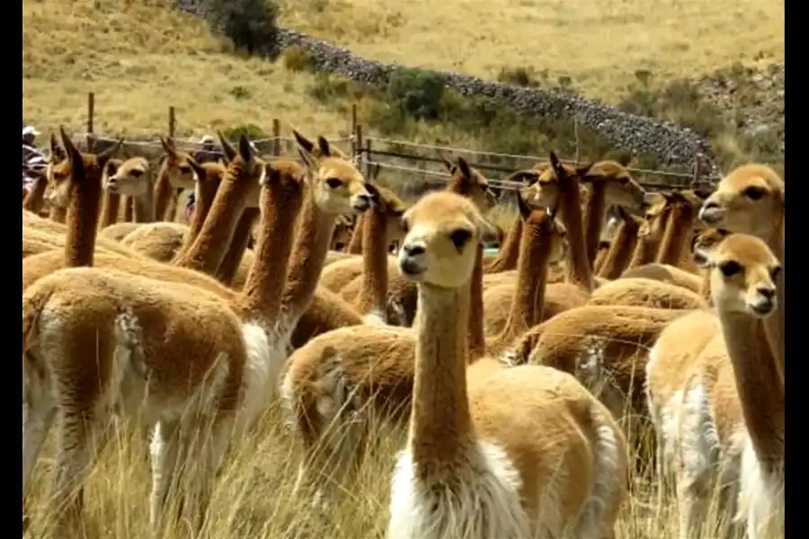 Imagen Vicuñas De Cala Cala, Cambria Y Picotani - Imagen 8