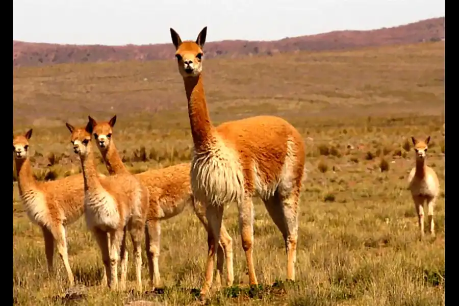 Imagen Vicuñas De Cala Cala, Cambria Y Picotani - Imagen 9