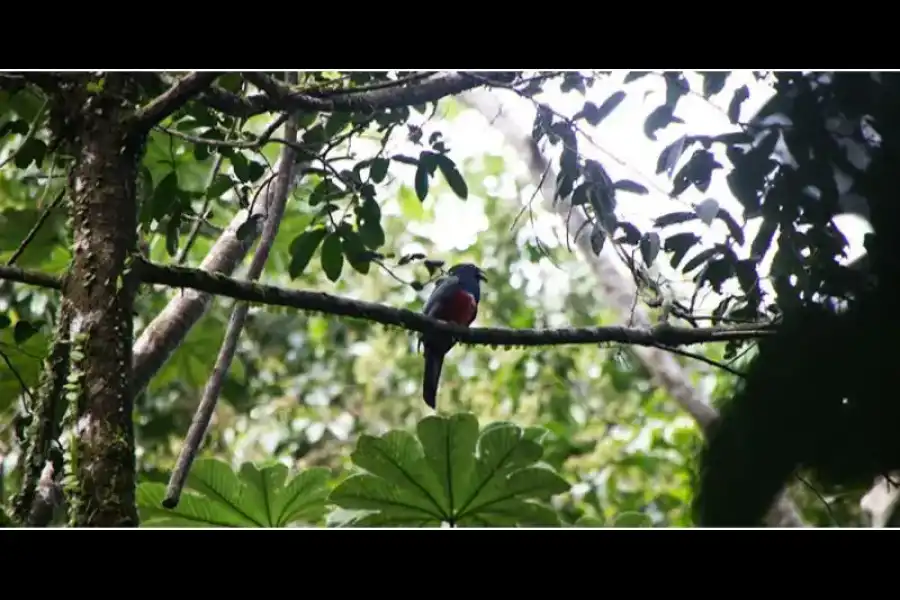 Imagen Parque Nacional Güeppi - Sekime - Imagen 1