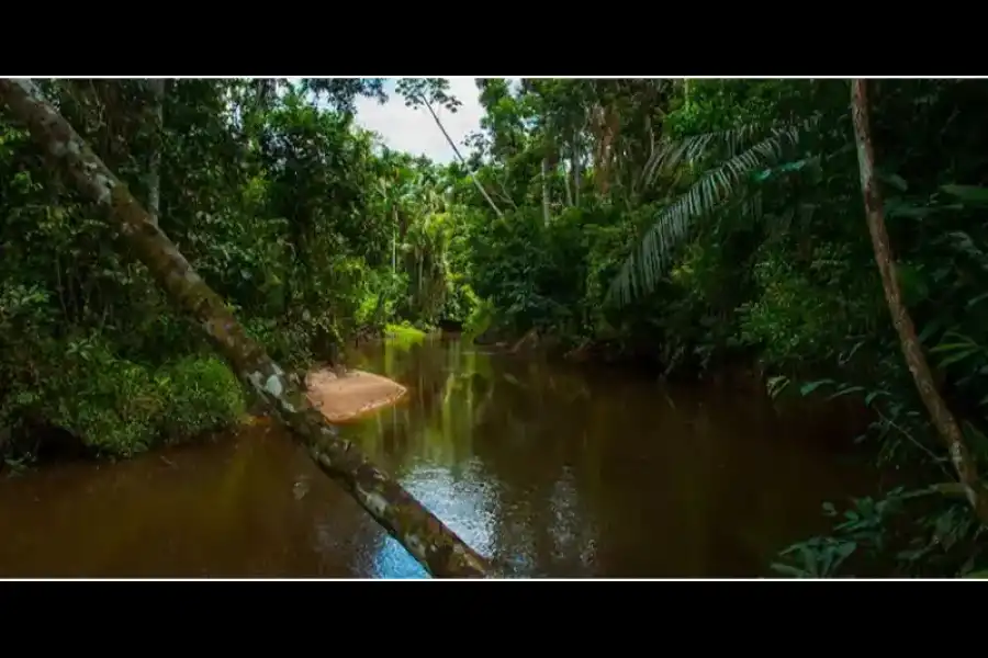 Imagen Parque Nacional Güeppi - Sekime - Imagen 4