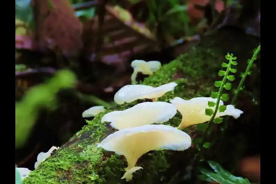 Imagen Santuario Nacional Pampa Hermosa - Imagen 10