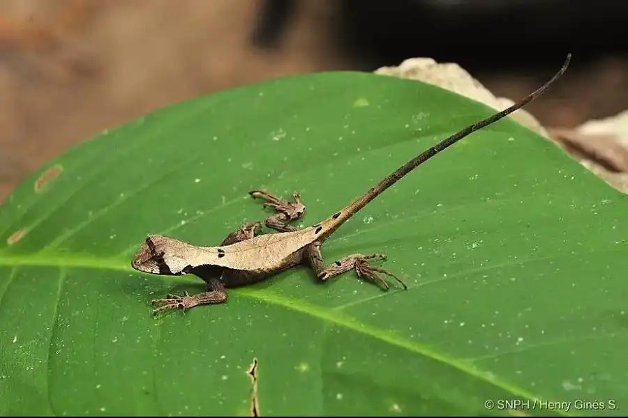 Imagen Santuario Nacional Pampa Hermosa - Imagen 11