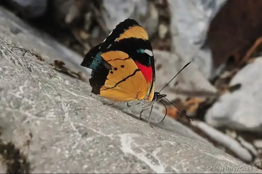 Imagen Santuario Nacional Pampa Hermosa - Imagen 13