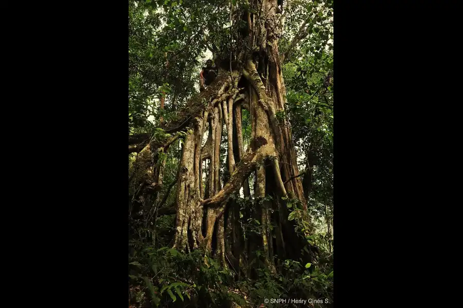 Imagen Santuario Nacional Pampa Hermosa - Imagen 14