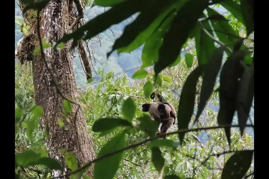 Imagen Santuario Nacional Pampa Hermosa - Imagen 16