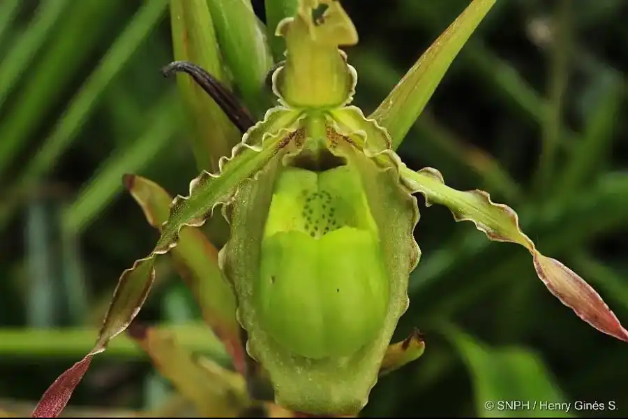 Imagen Santuario Nacional Pampa Hermosa - Imagen 18