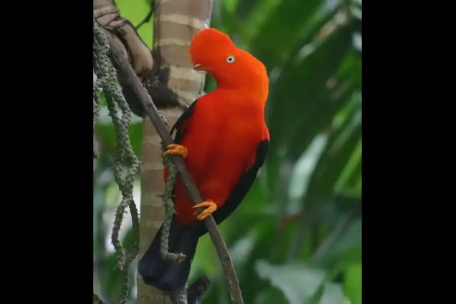 Imagen Santuario Nacional Pampa Hermosa - Imagen 19