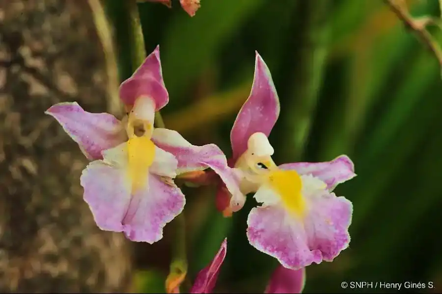 Imagen Santuario Nacional Pampa Hermosa - Imagen 23