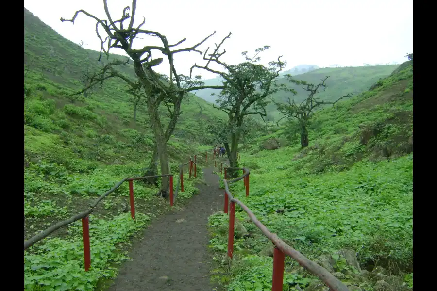 Imagen Reserva Nacional De Lachay - Imagen 5